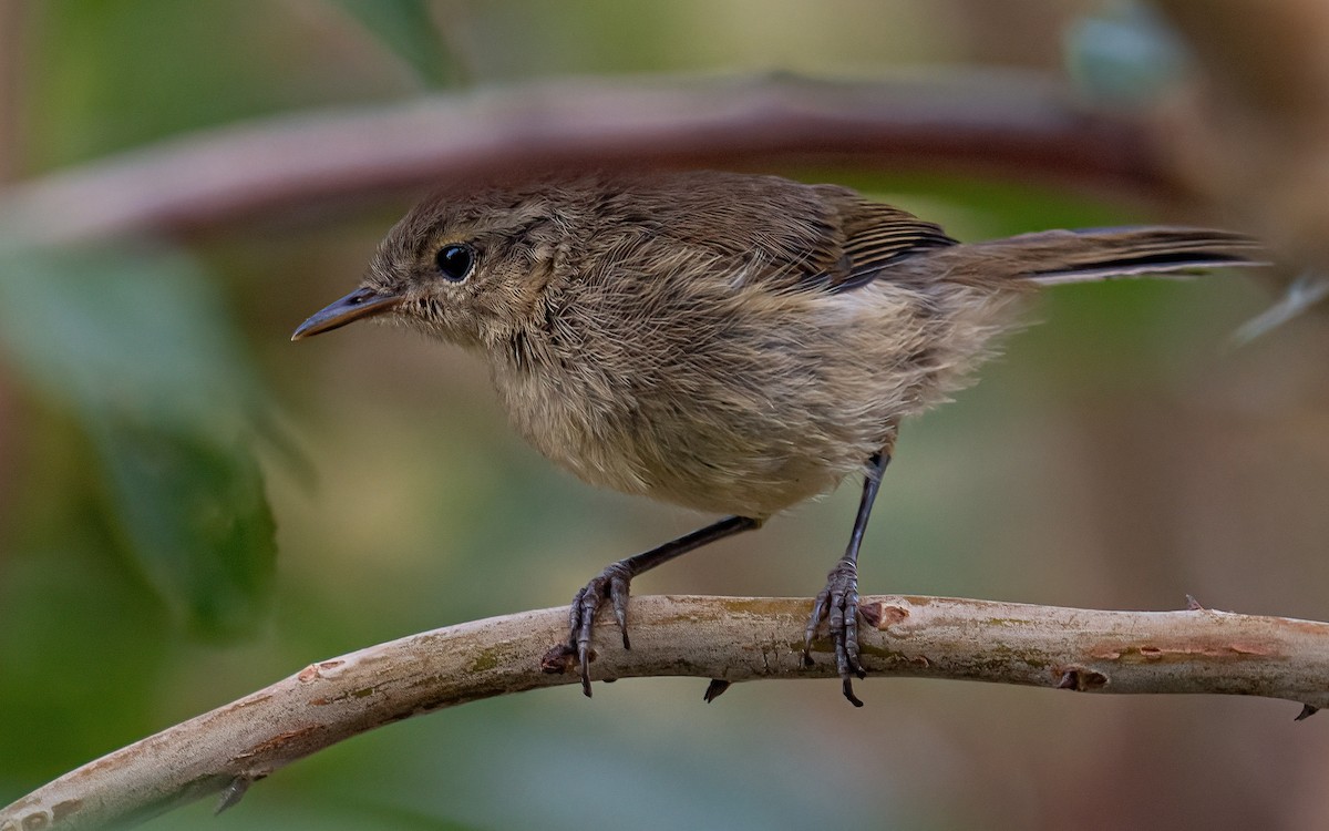 Canary Islands Chiffchaff - ML639859905