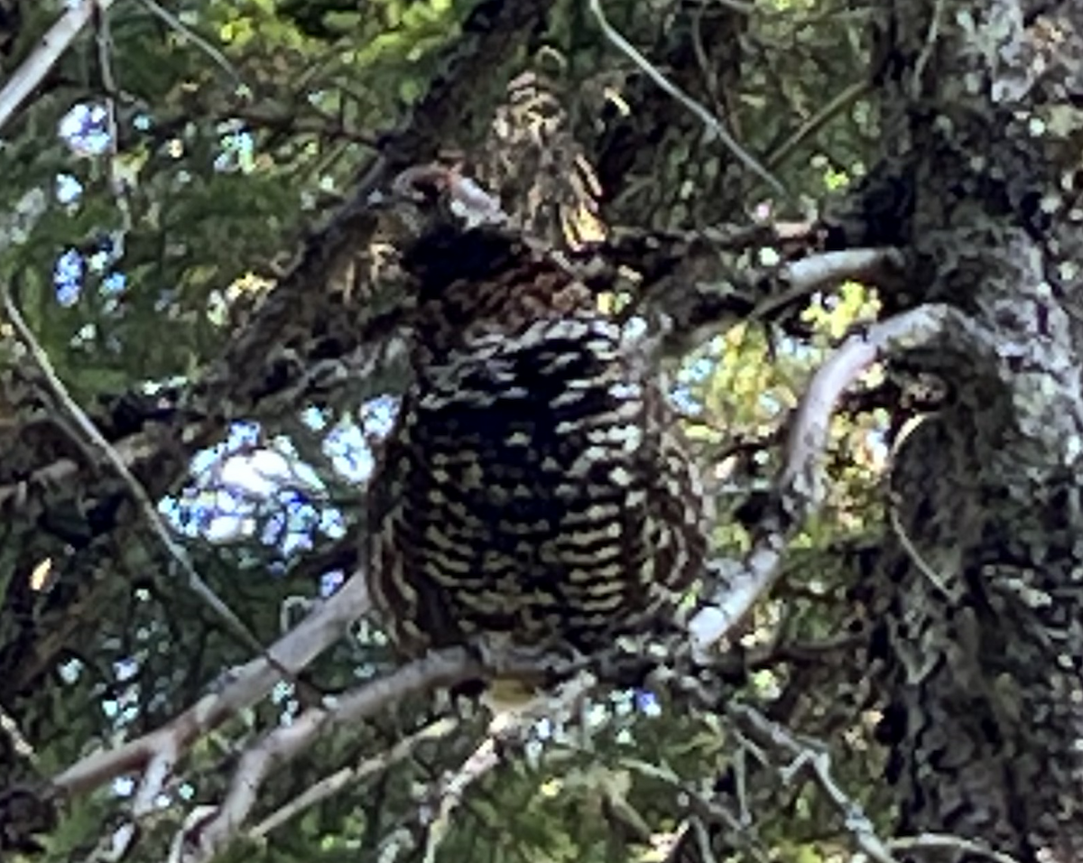 Spruce Grouse - ML639859985