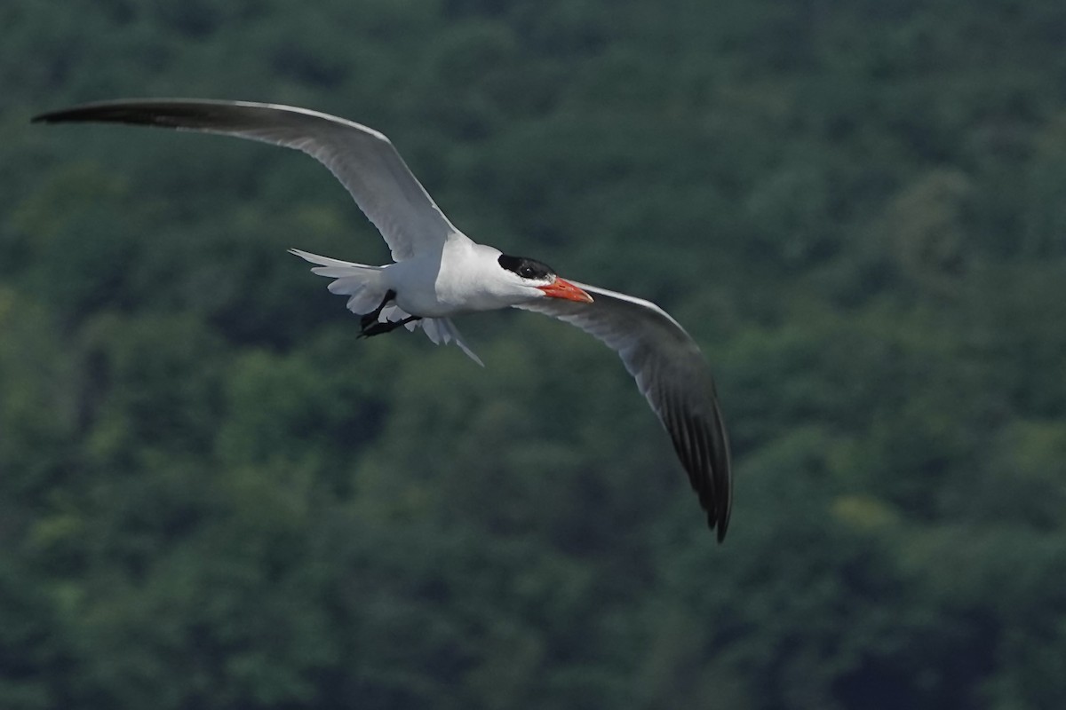 Caspian Tern - ML639860062