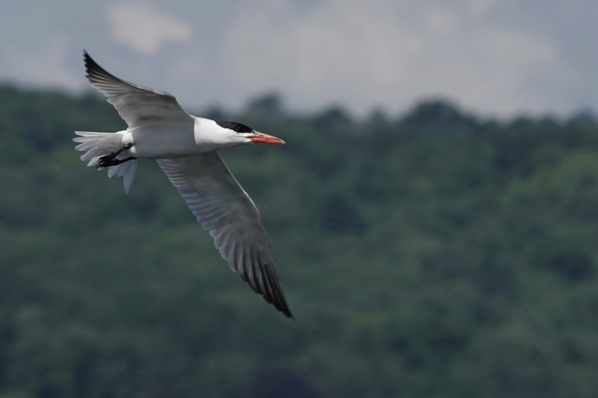 Caspian Tern - ML639860063