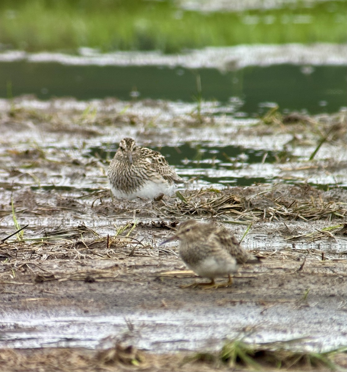 Pectoral Sandpiper - ML639860064