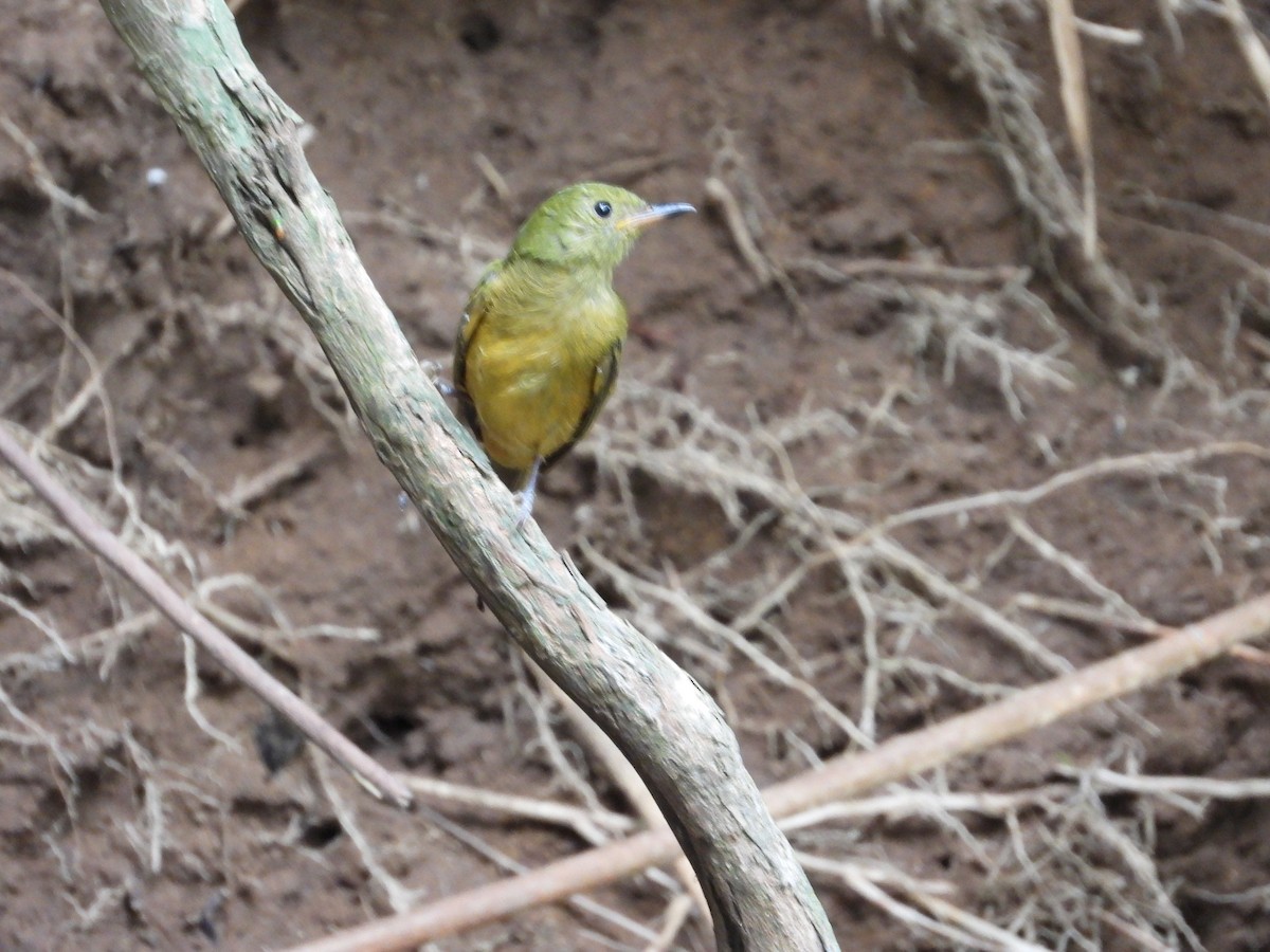 Ochre-bellied Flycatcher - ML639860065