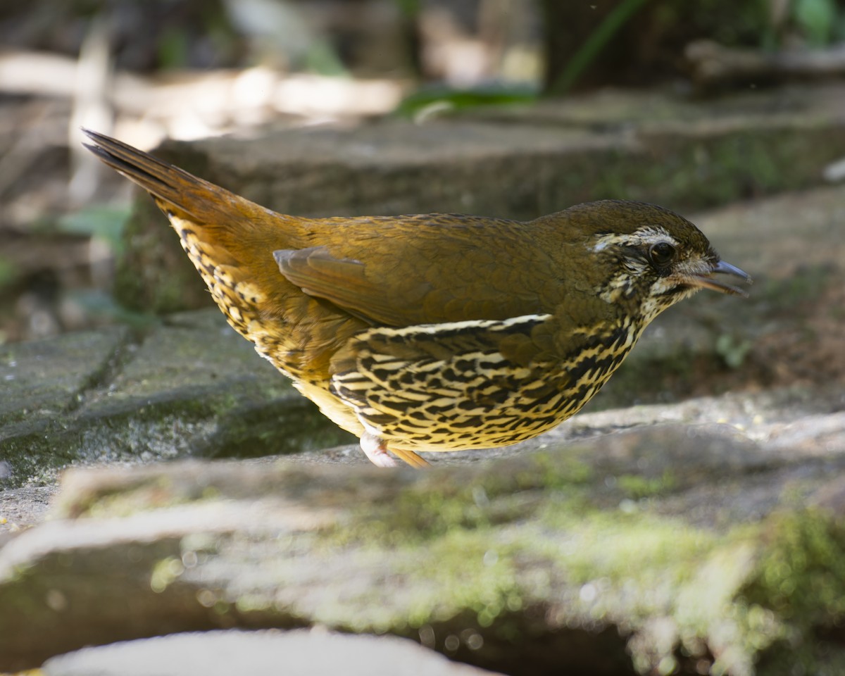 Rufous-tailed Antthrush - ML639860066