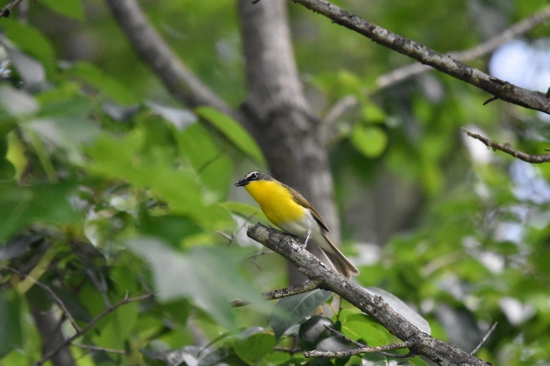 Yellow-breasted Chat - ML639860067