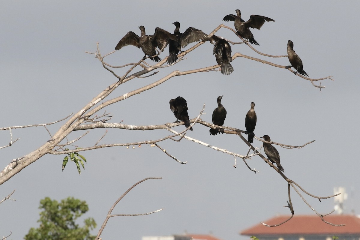 Little Black Cormorant - ML639860068