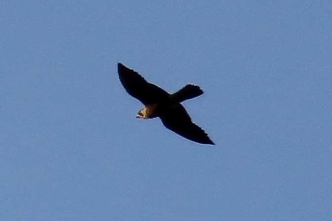 Peregrine Falcon - ML639860071