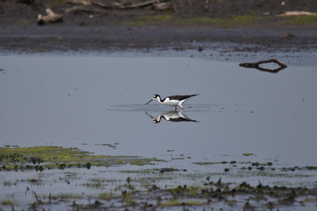 Black-necked Stilt - ML639860072