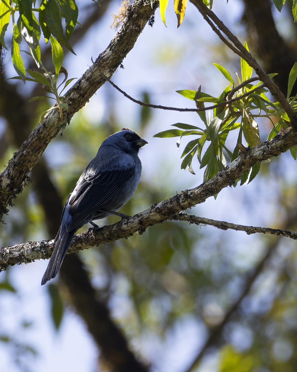 Diademed Tanager - ML639860074
