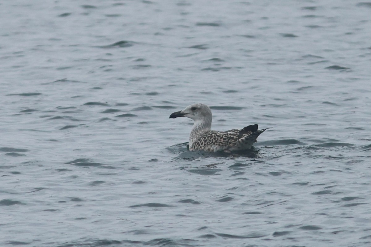 Great Black-backed Gull - ML639860075