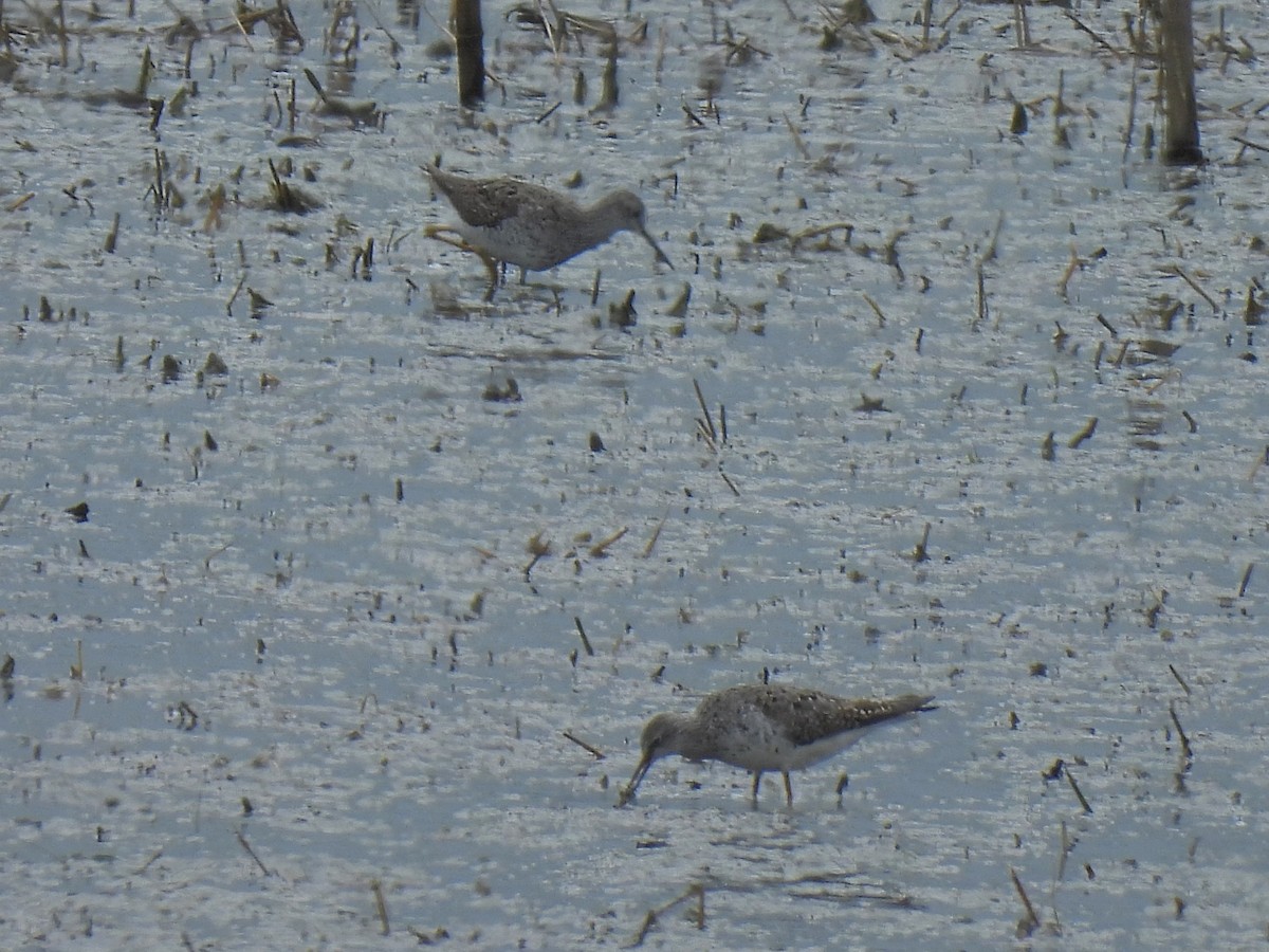 Lesser Yellowlegs - ML639860076