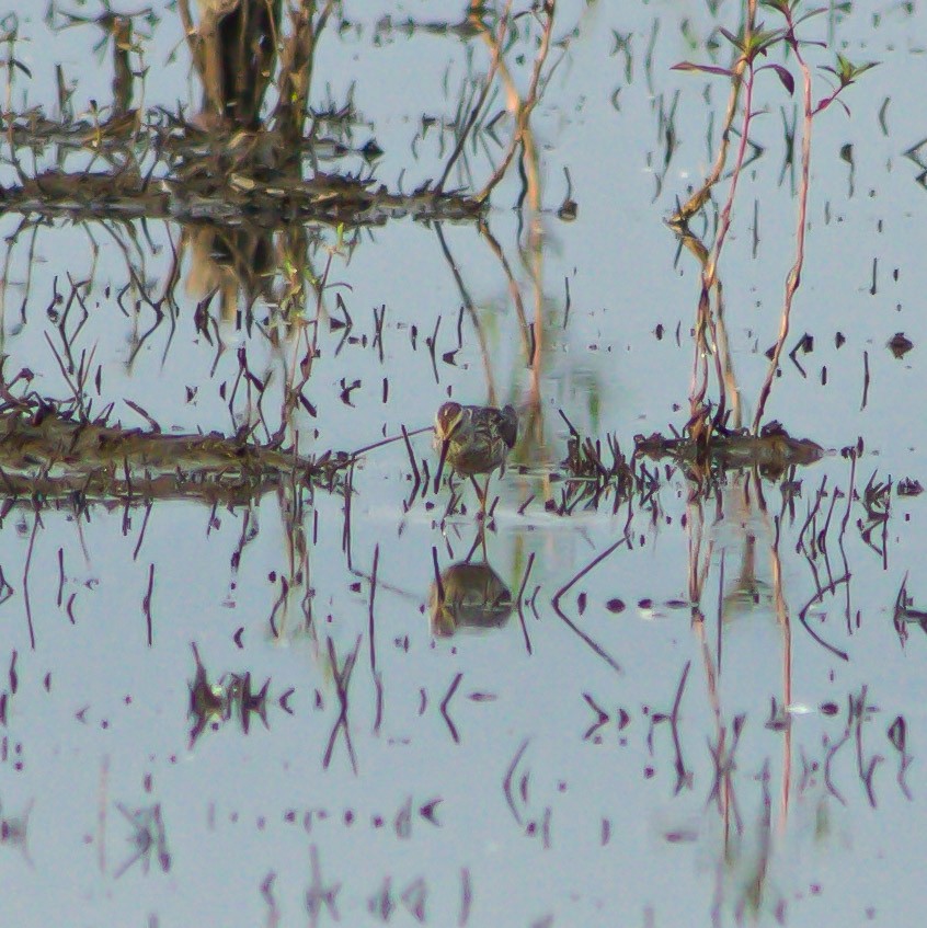 Stilt Sandpiper - ML639860077