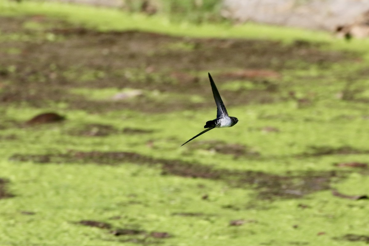 Cave Swiftlet - ML639860078