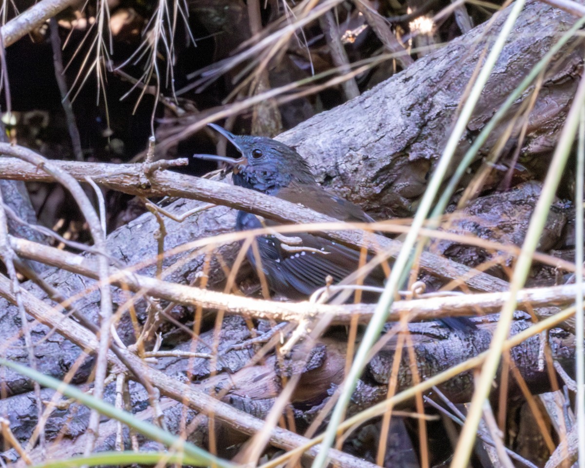 Black-throated Antbird - ML639860082