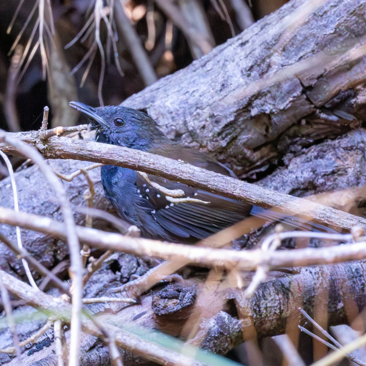 Black-throated Antbird - ML639860084