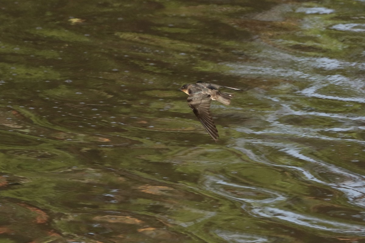 Pacific Swallow - ML639860086