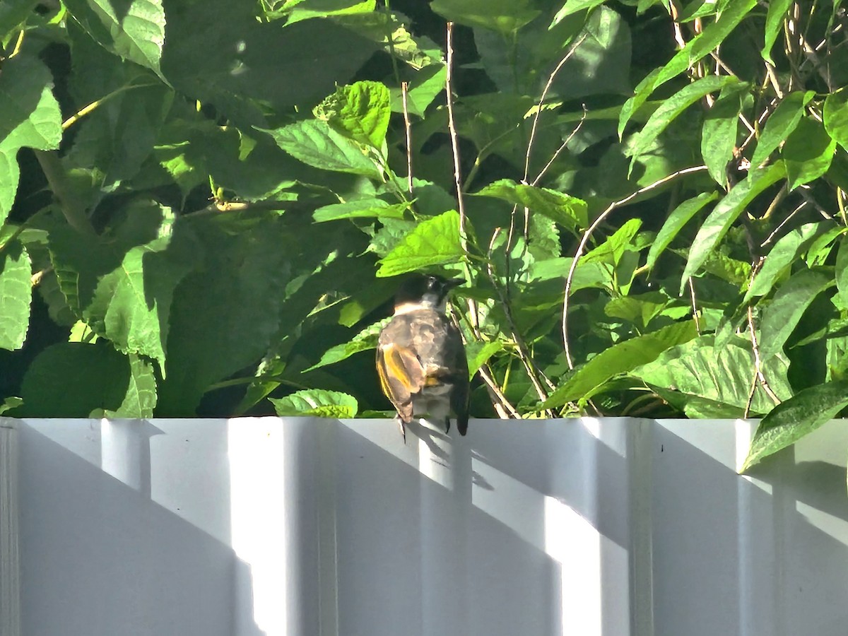 Styan's Bulbul - ML639860089
