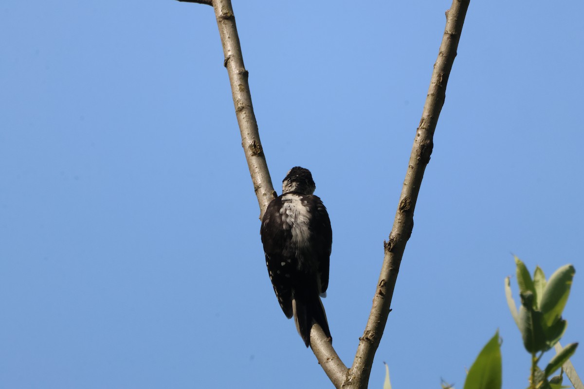 Downy Woodpecker - ML639860092