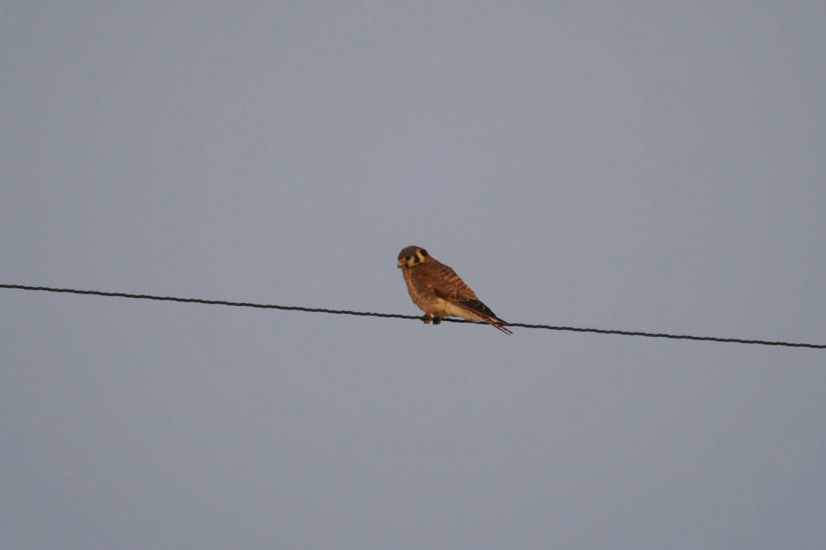 American Kestrel - ML639860097