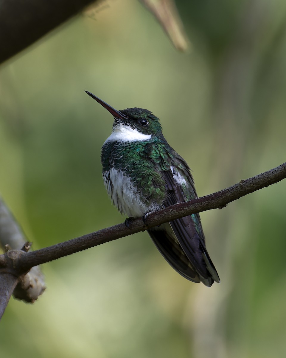 White-throated Hummingbird - ML639860099