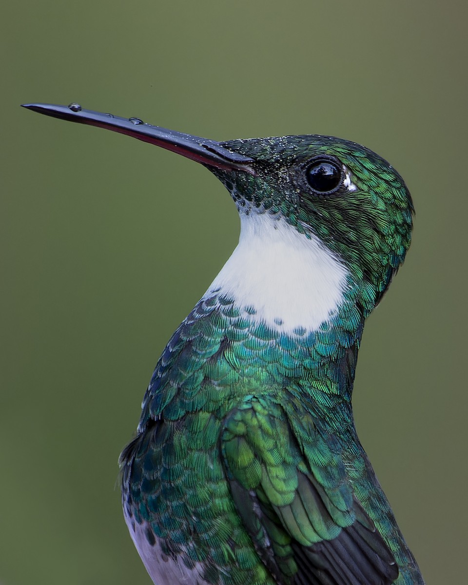 White-throated Hummingbird - ML639860100