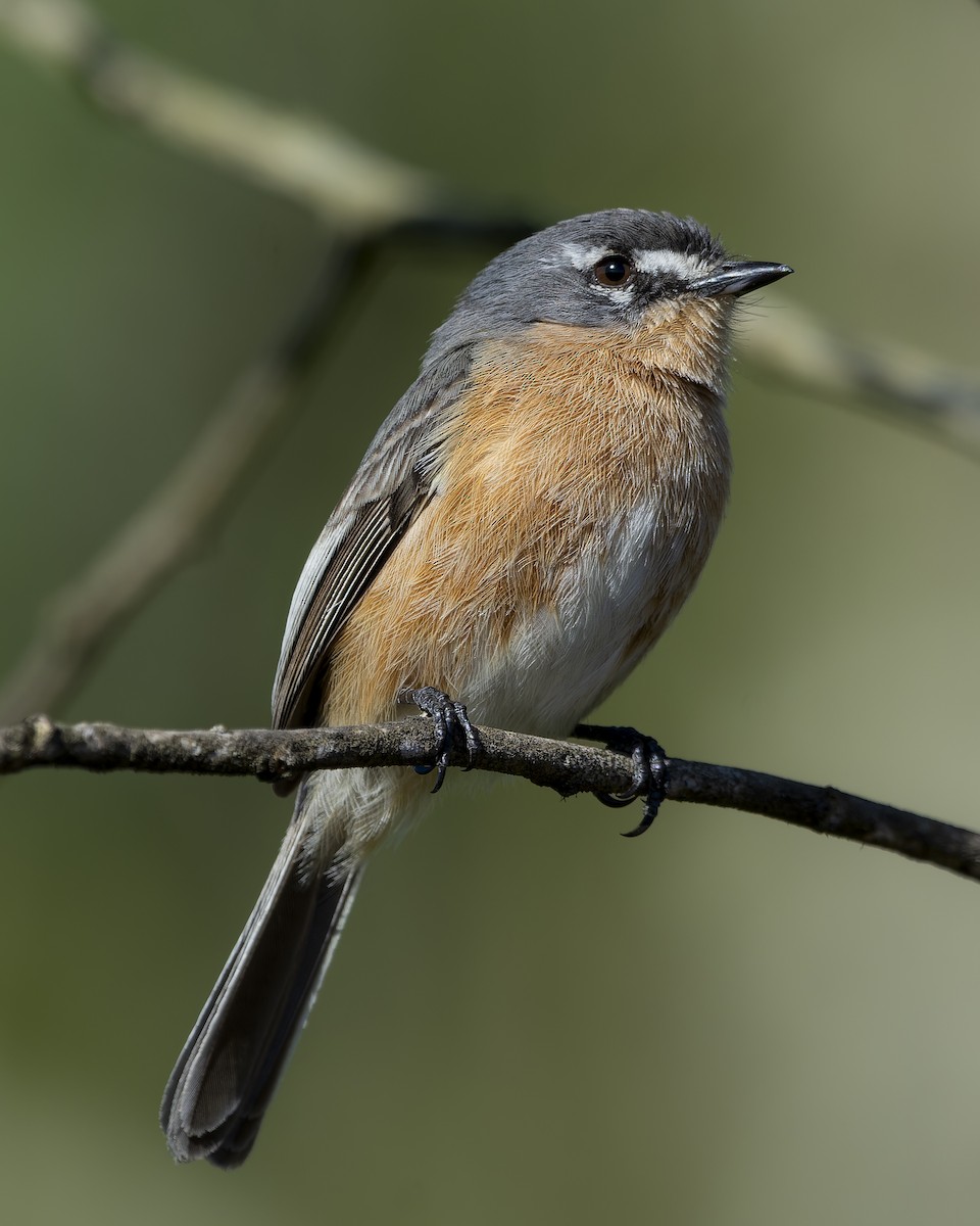 campostyrann - ML639860171