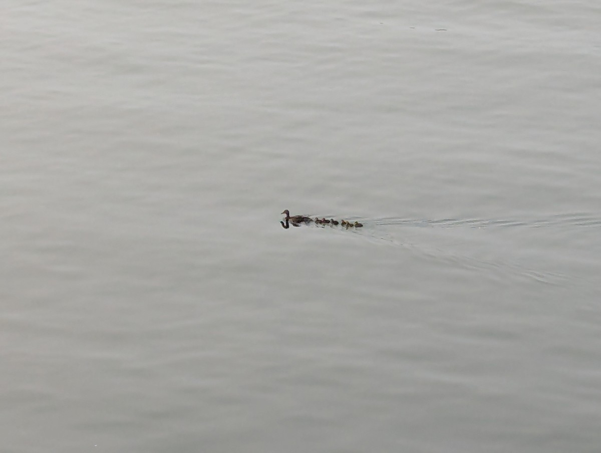 Зэрлэг нугас - ML639860228