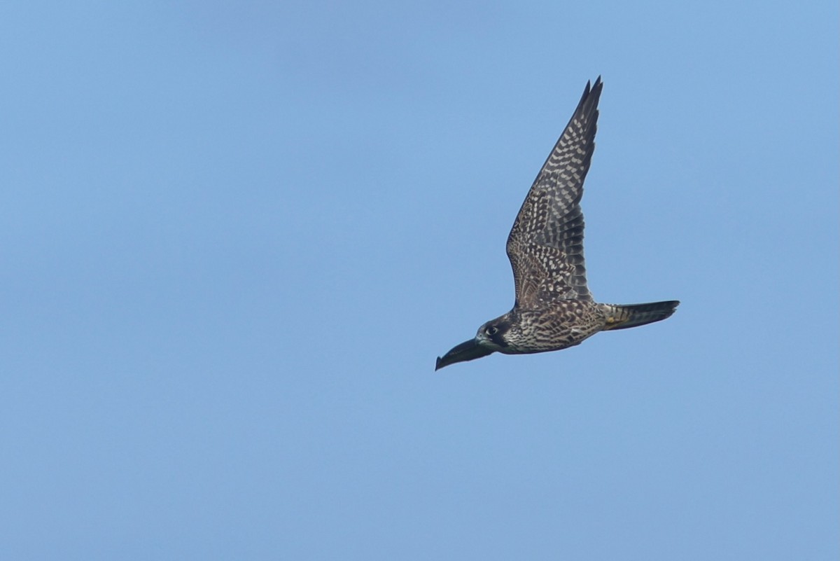 Peregrine Falcon - ML639860251