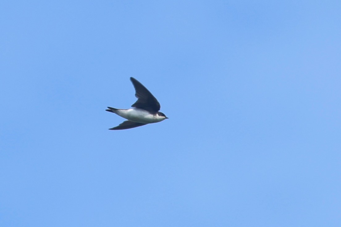 Tree Swallow - ML639860254
