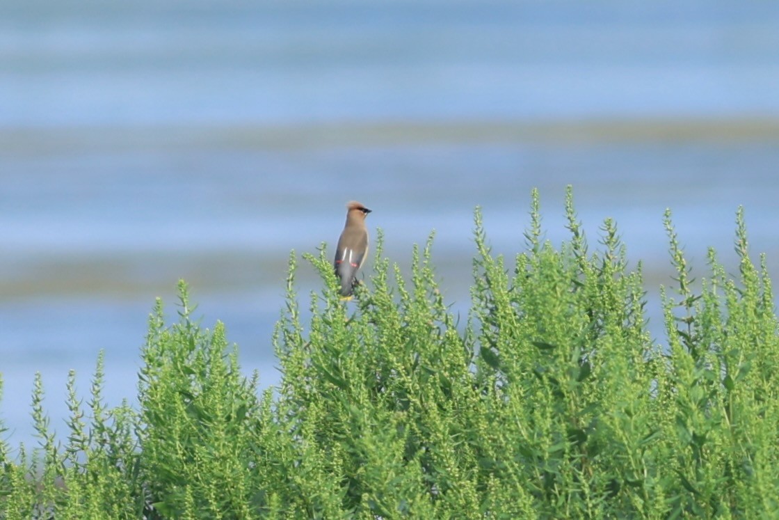 Cedar Waxwing - ML639860261