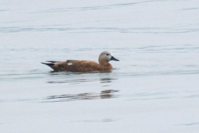 Ruddy Shelduck - ML639860274