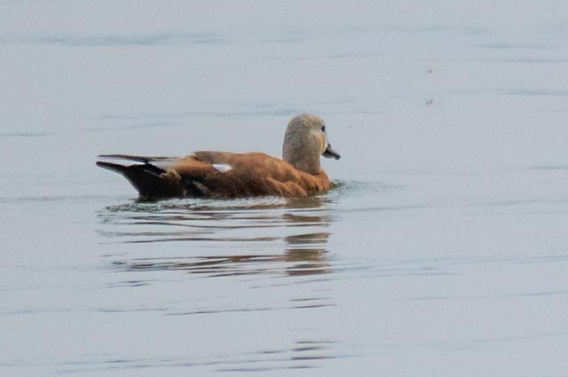Ruddy Shelduck - ML639860276