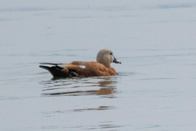 Ruddy Shelduck - ML639860277