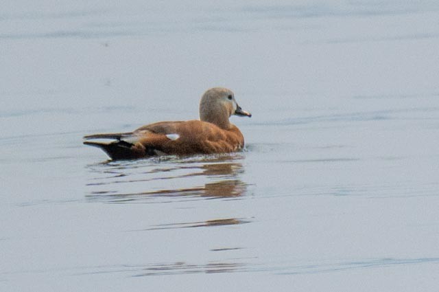 Ruddy Shelduck - ML639860278