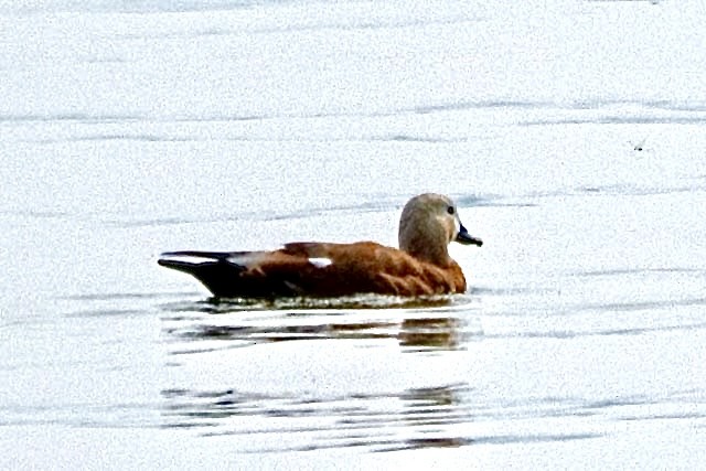 Ruddy Shelduck - ML639860279