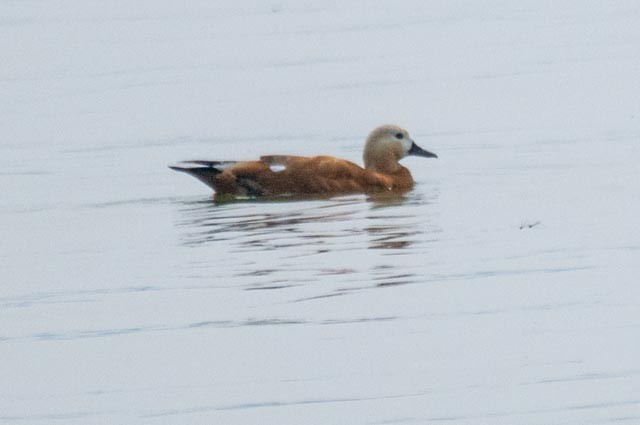 Ruddy Shelduck - ML639860281