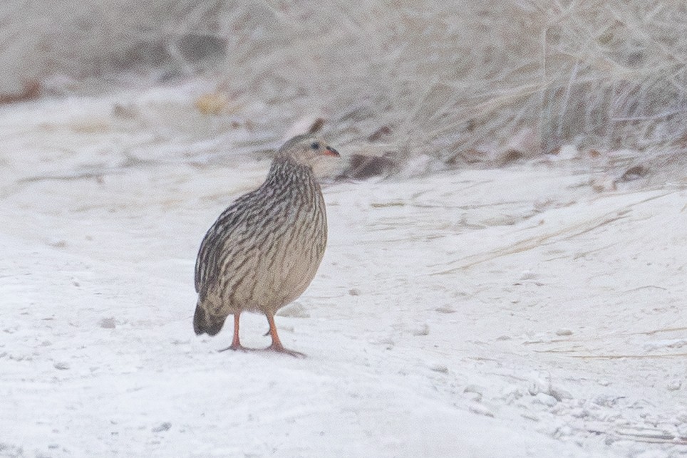 Gray-striped Spurfowl - ML639860301