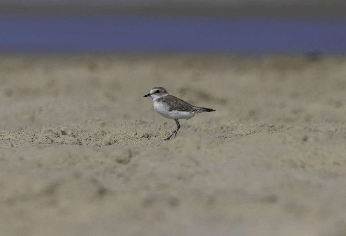Greater Sand-Plover - ML639860330