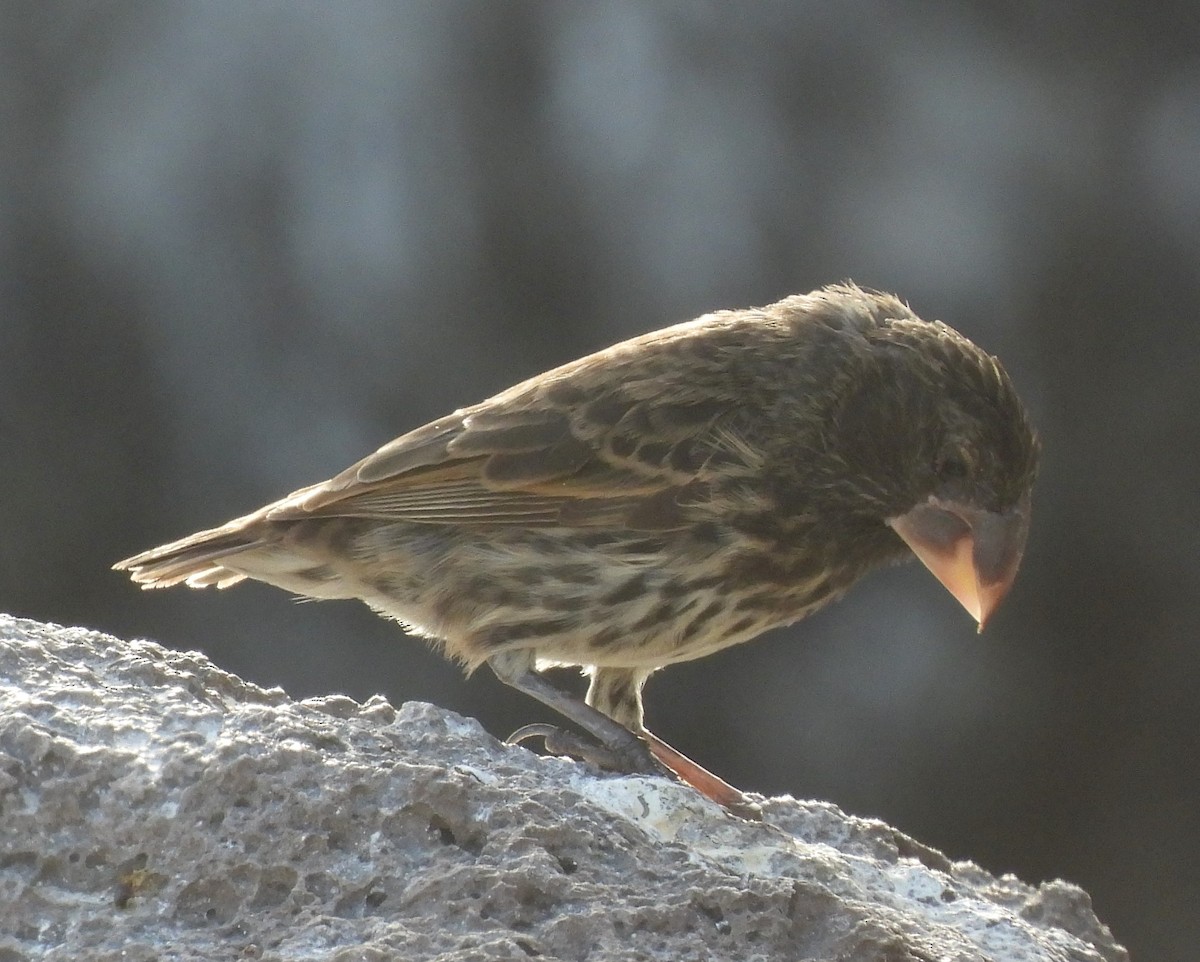 Large Ground-Finch - ML639860371