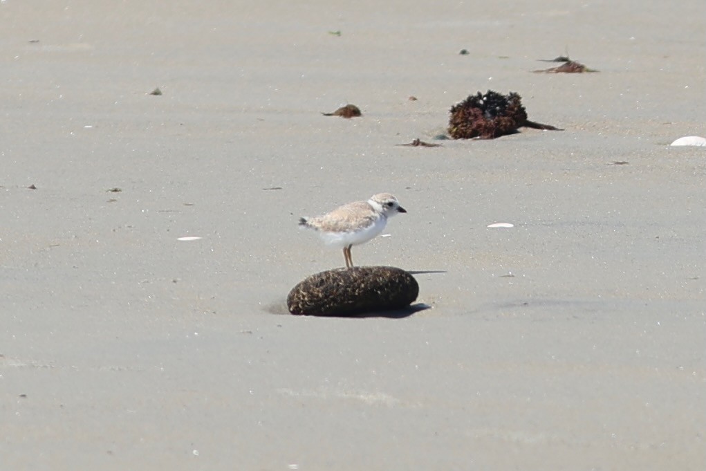 Piping Plover - ML639860391