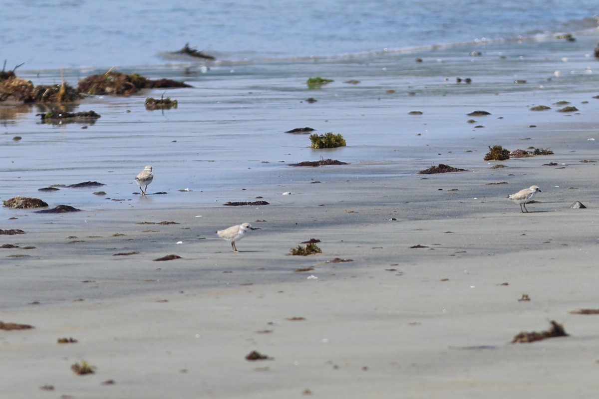 Piping Plover - ML639860392