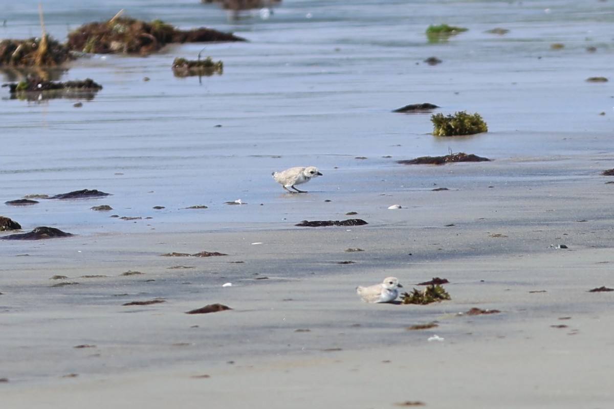 Piping Plover - ML639860393