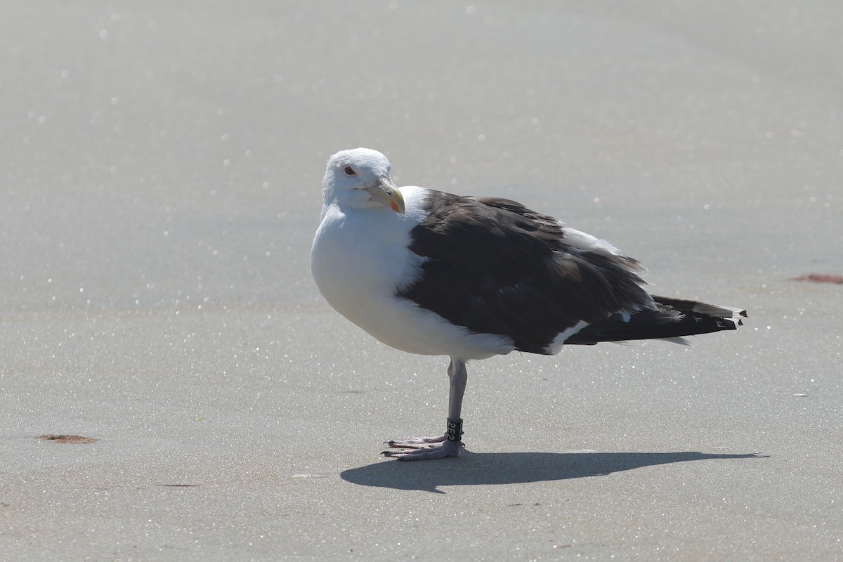 Great Black-backed Gull - ML639860405
