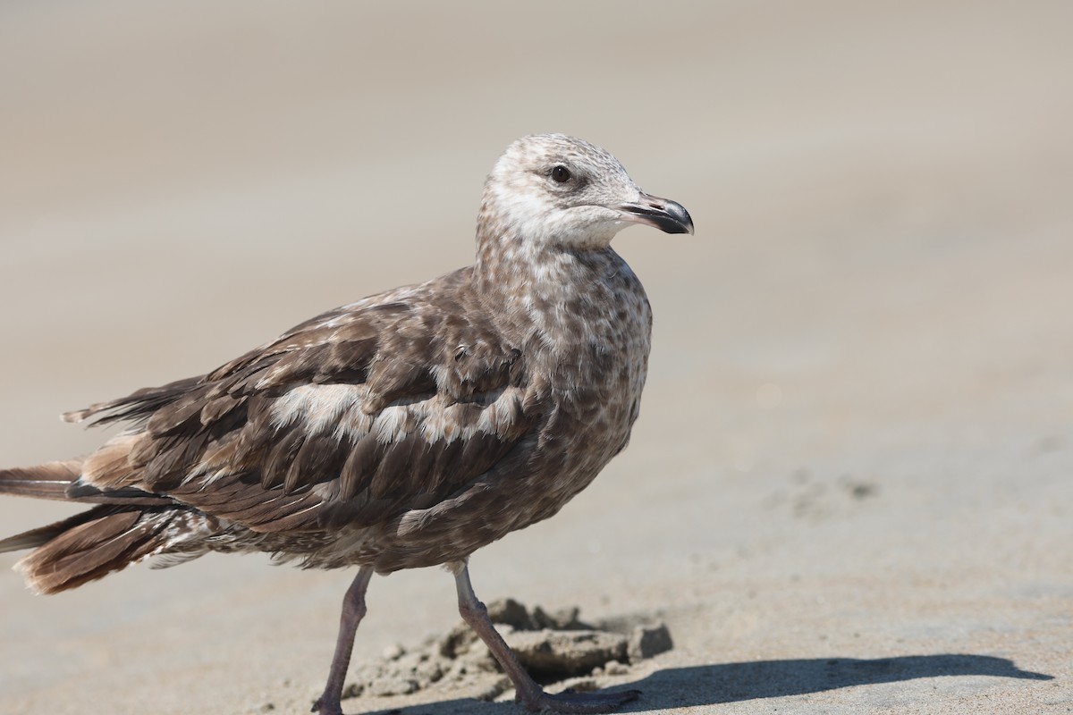 American Herring Gull - ML639860408