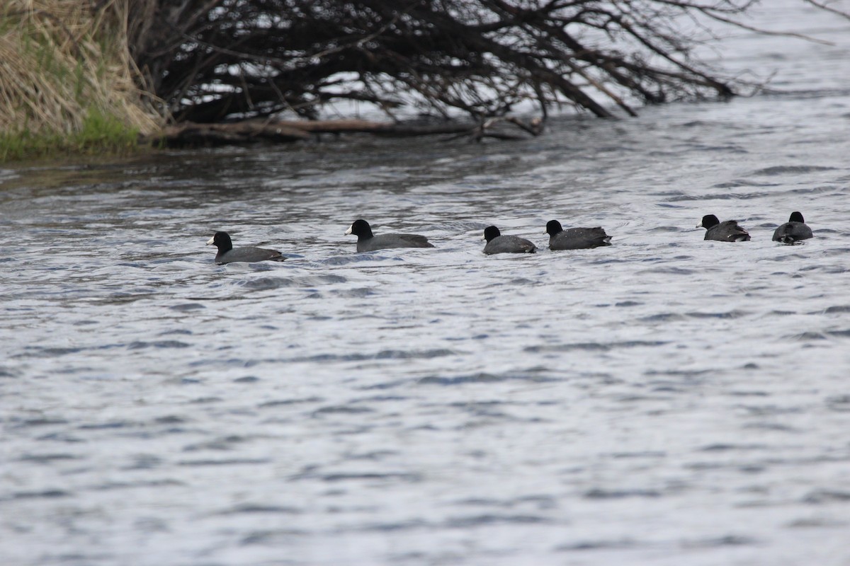 American Coot - ML639860409