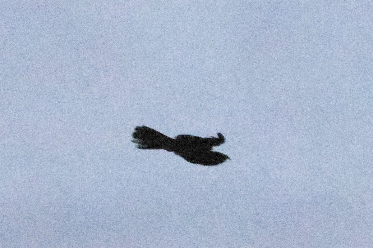 Malaysian Eared-Nightjar - ML639860415