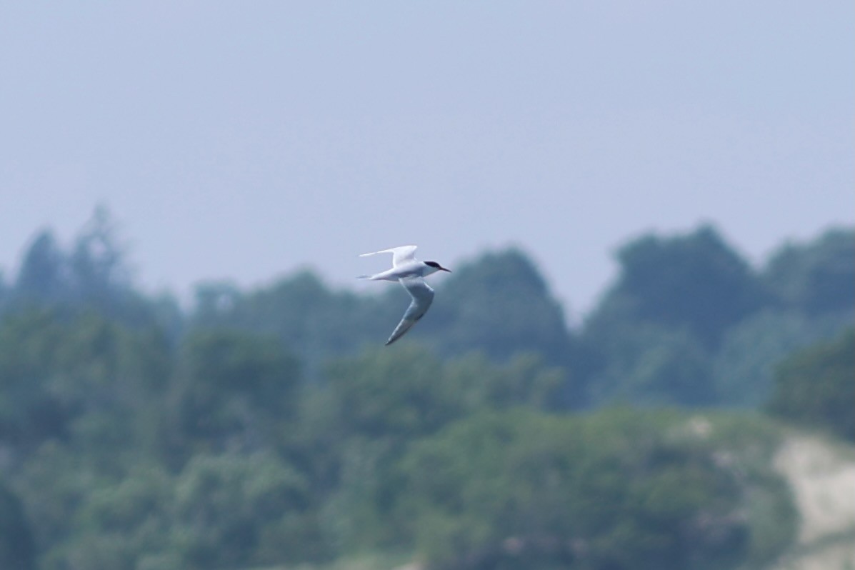 Roseate Tern - ML639860418
