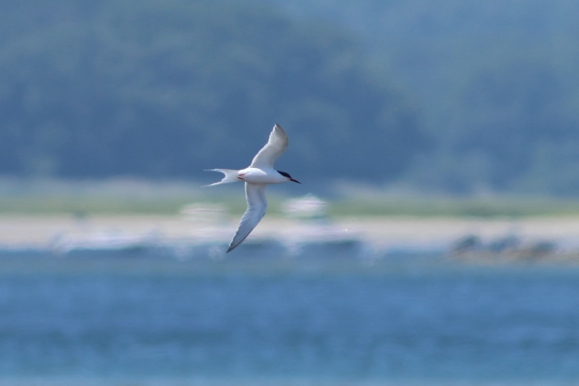 Roseate Tern - ML639860420