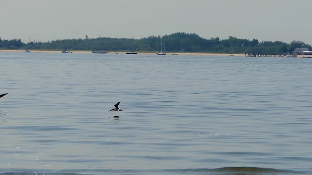 Black Skimmer - ML639860422