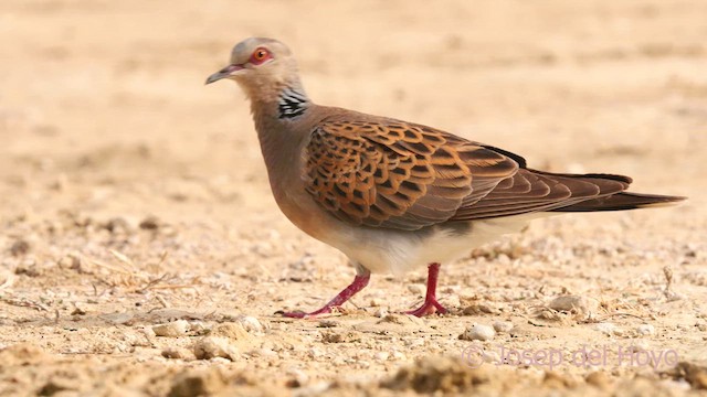 European Turtle-Dove - ML639860423