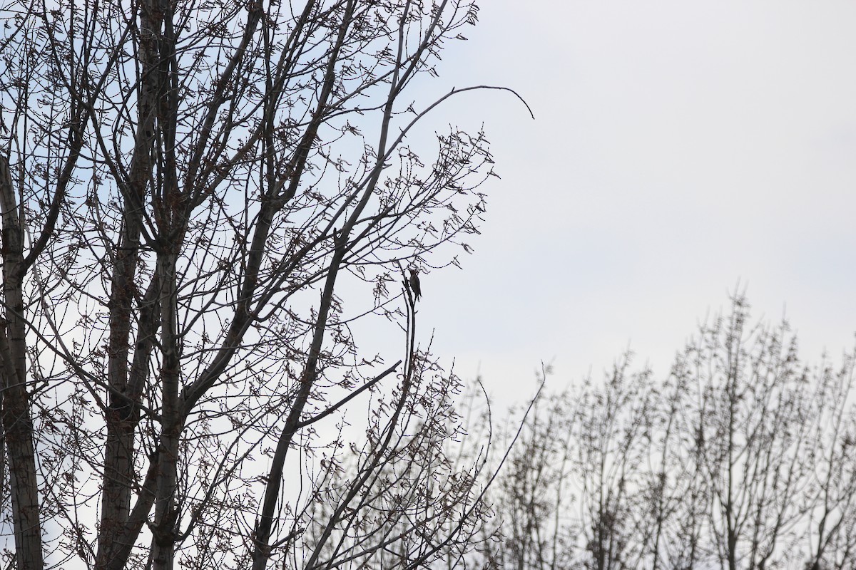 Northern Flicker - ML639860434